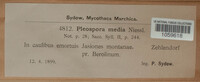 Pleospora penicillus image
